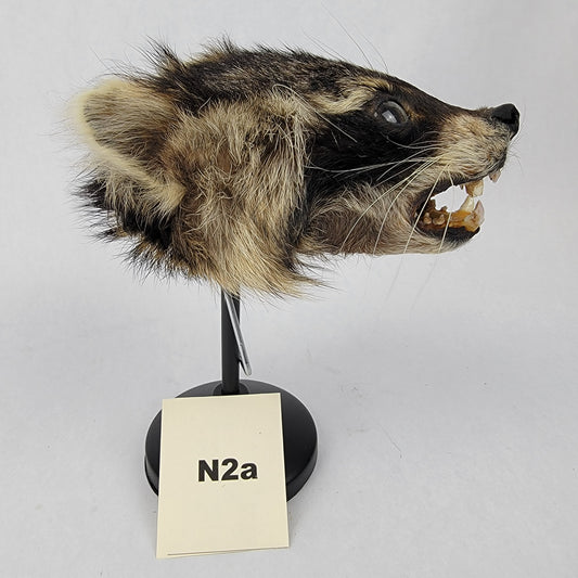 N2a Anthropomorphic Raccoon Doll Deposit