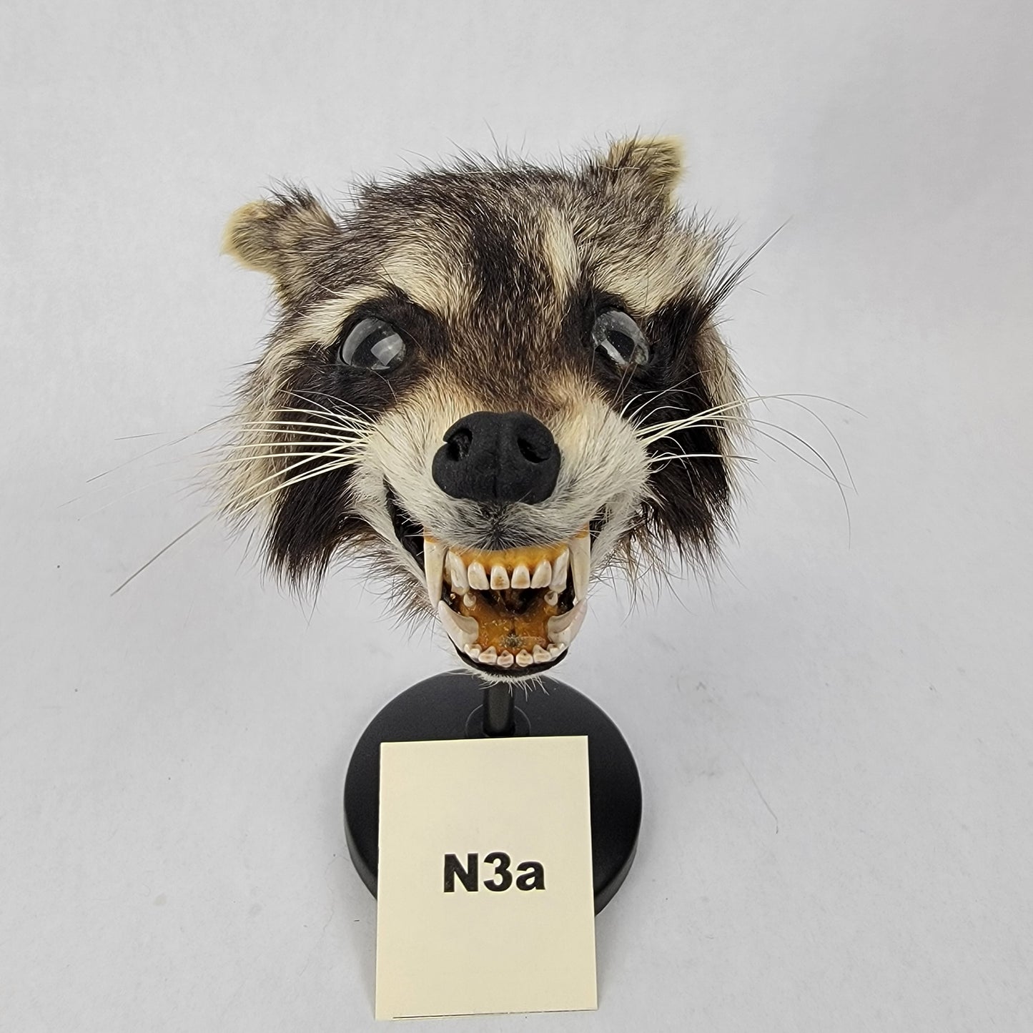 N3a Anthropomorphic Raccoon Doll Deposit