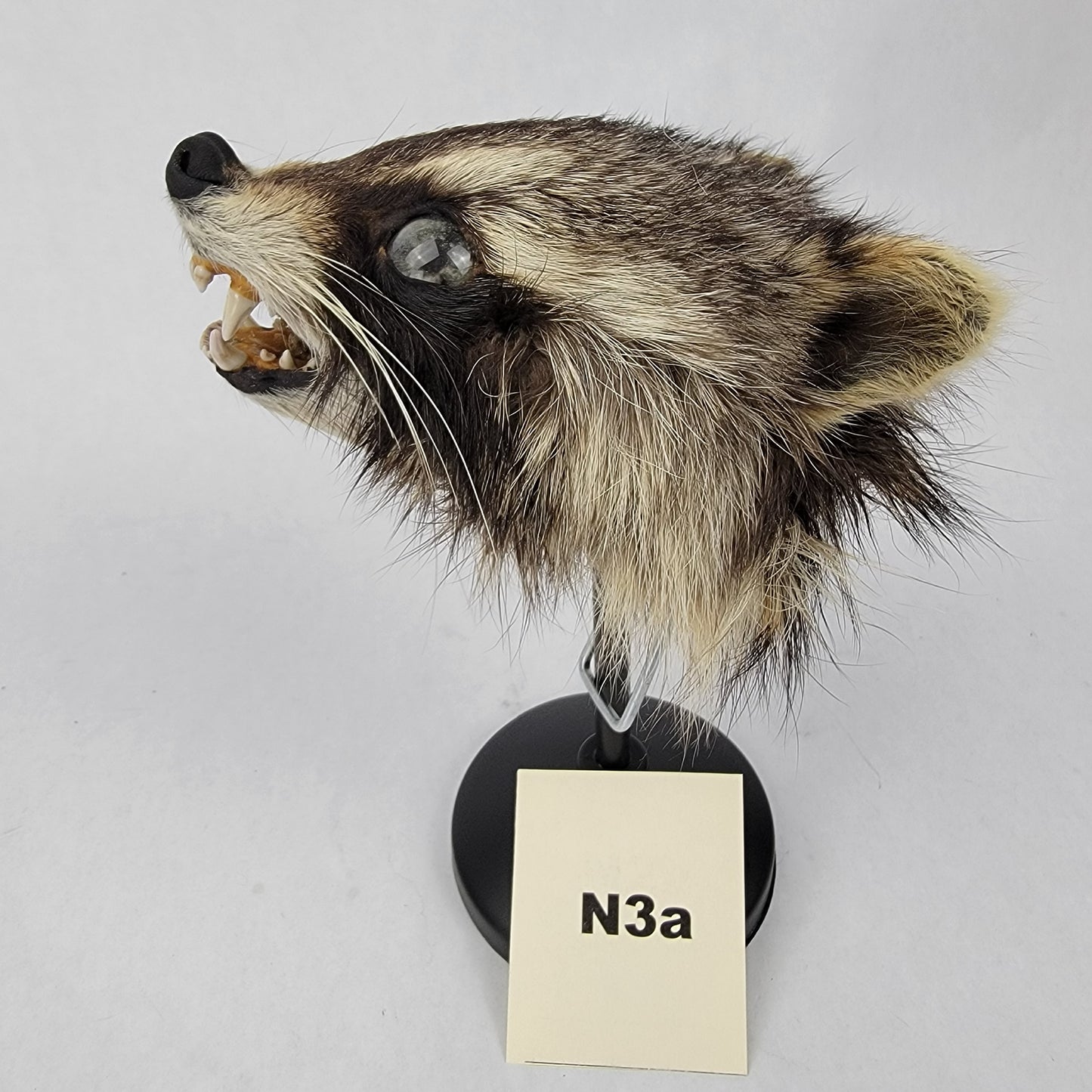 N3a Anthropomorphic Raccoon Doll Deposit