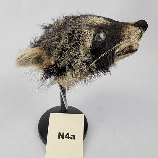 N4a Anthropomorphic Raccoon Doll Deposit