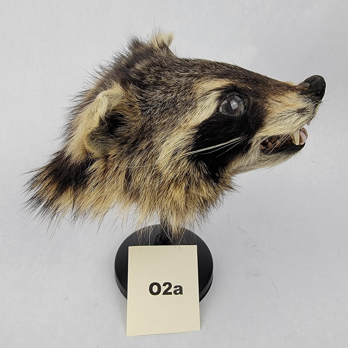 O2a Anthropomorphic Raccoon Doll Deposit