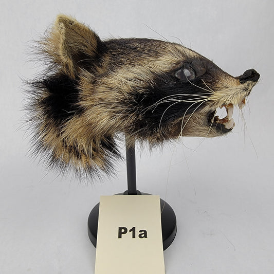 P1a Anthropomorphic Raccoon Doll Deposit