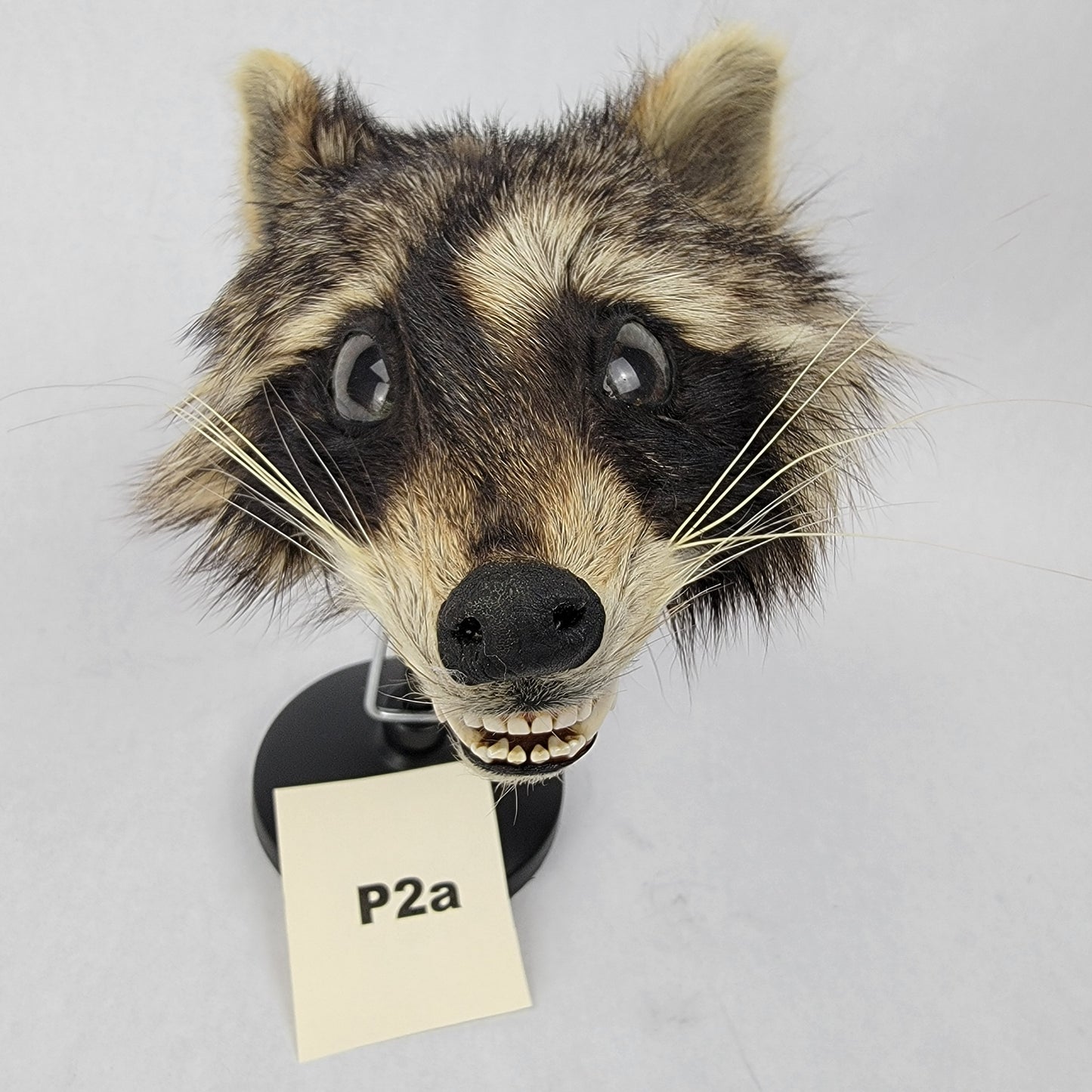 P2a Anthropomorphic Raccoon Doll Deposit