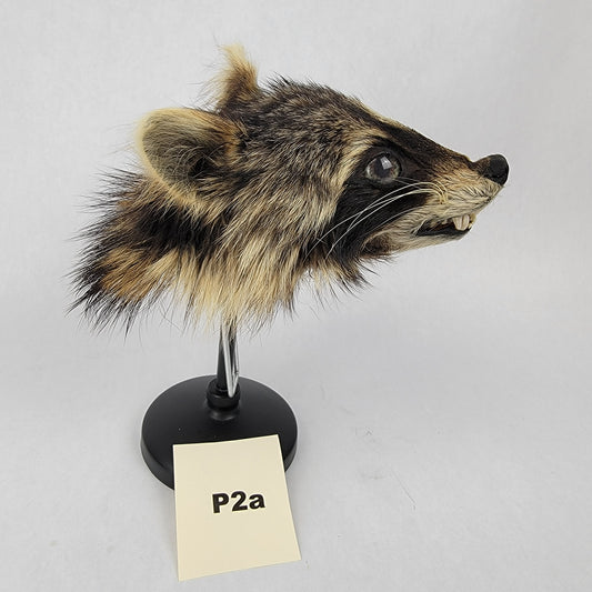 P2a Anthropomorphic Raccoon Doll Deposit