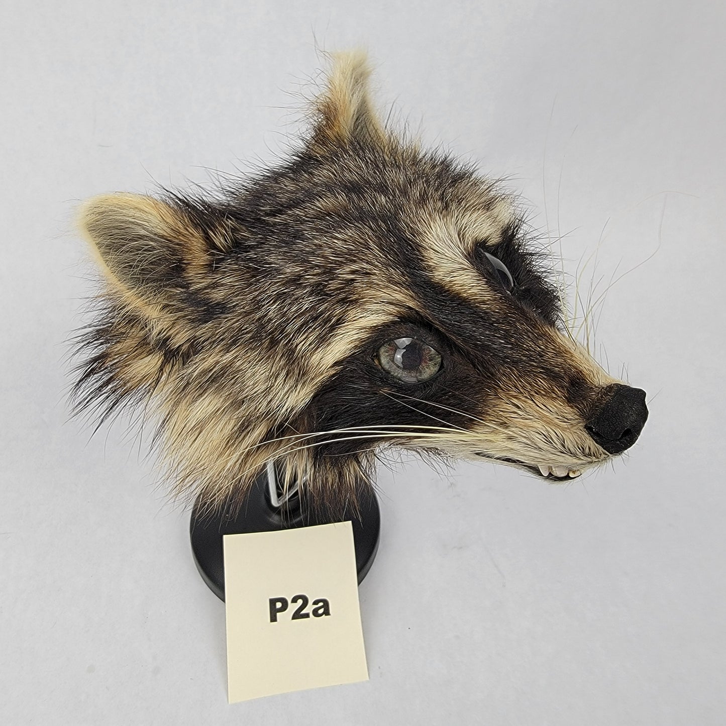 P2a Anthropomorphic Raccoon Doll Deposit