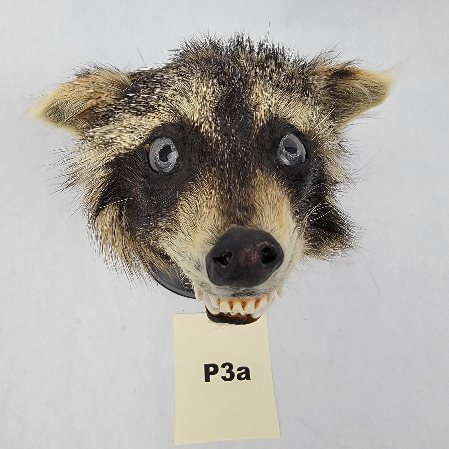 P3a Anthropomorphic Raccoon Doll Deposit