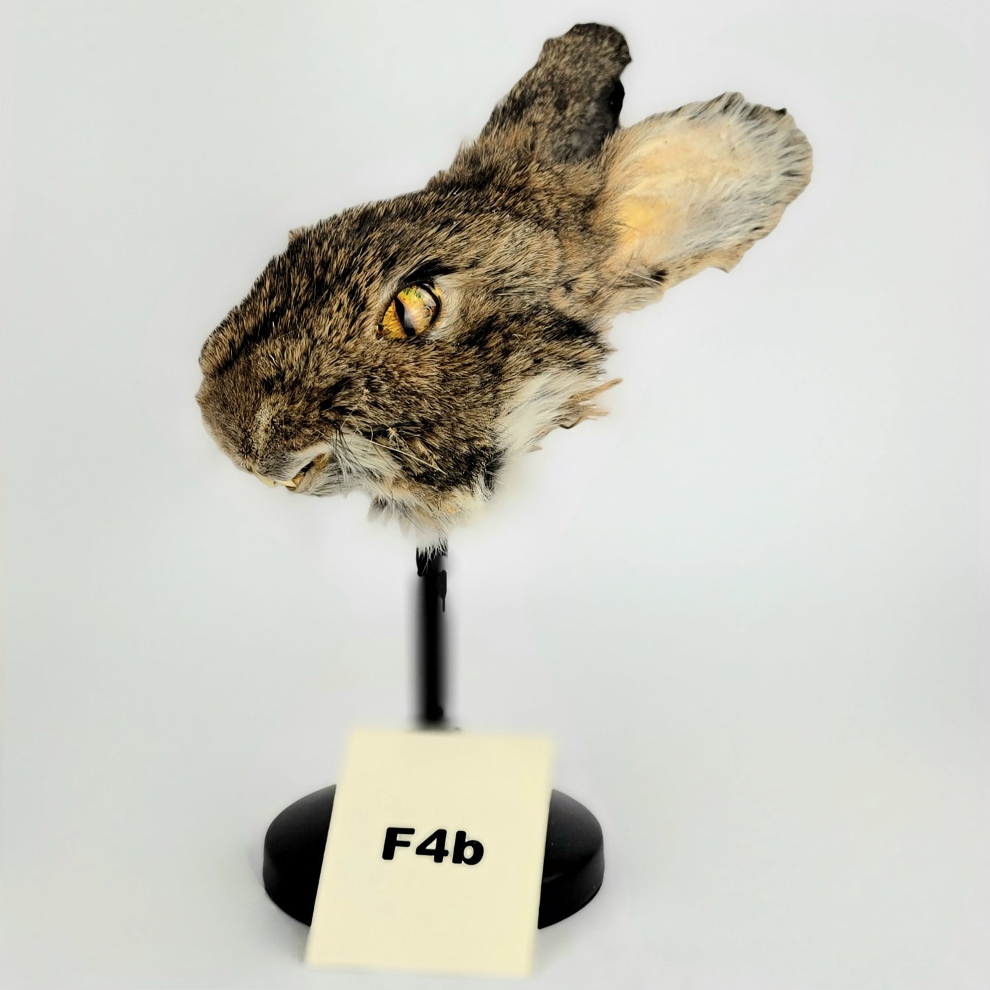 F4b Custom Anthropomorphic Rabbit Doll Deposit