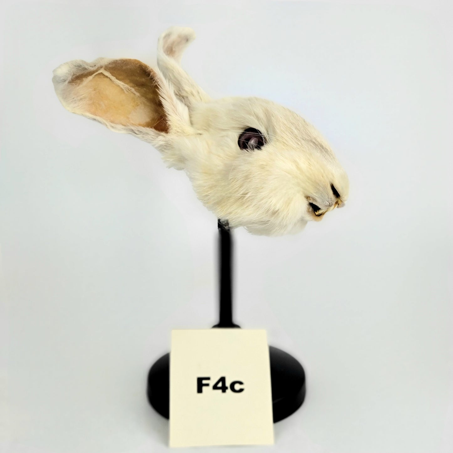 F4c Custom Anthropomorphic Rabbit Doll Deposit