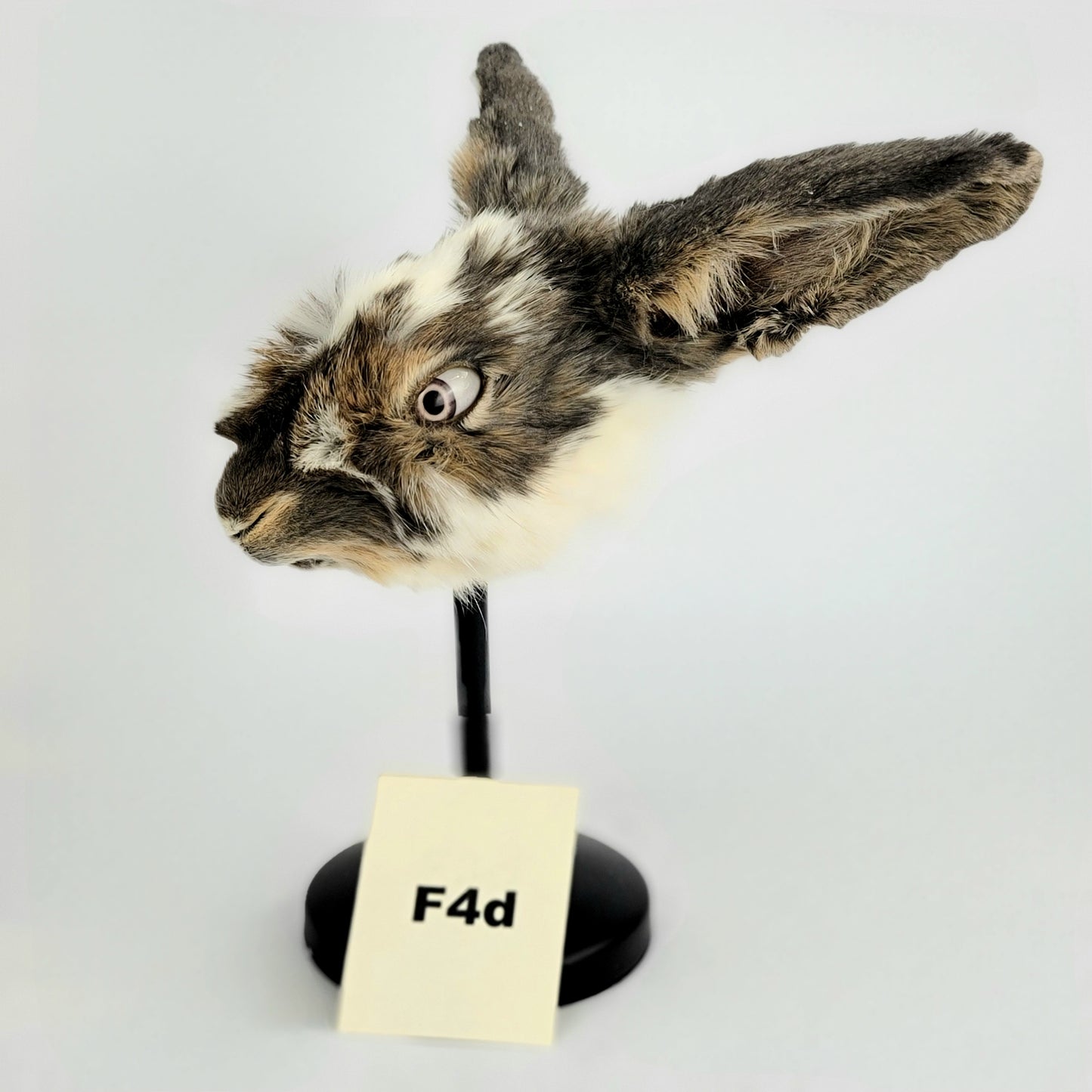 F4d Custom Anthropomorphic Rabbit Doll Deposit