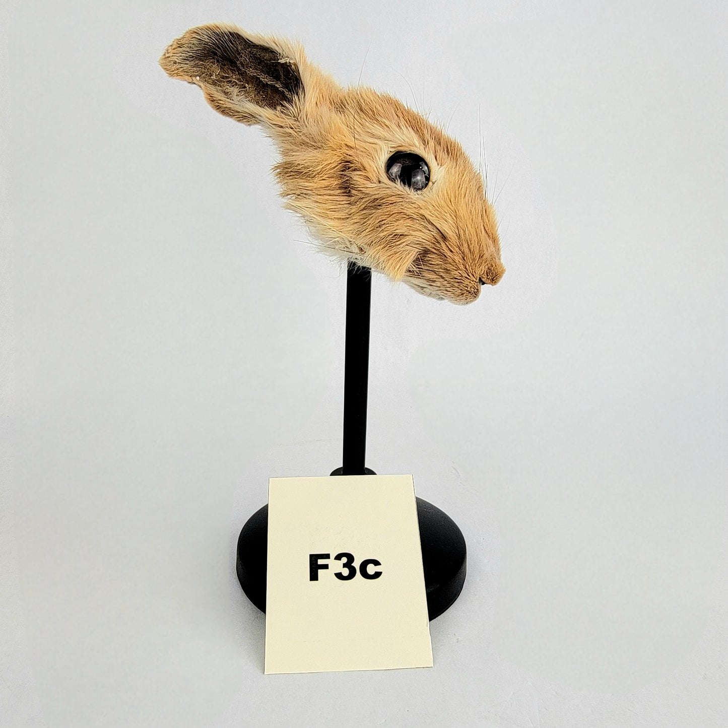 F3c Custom Anthropomorphic Rabbit Doll Deposit