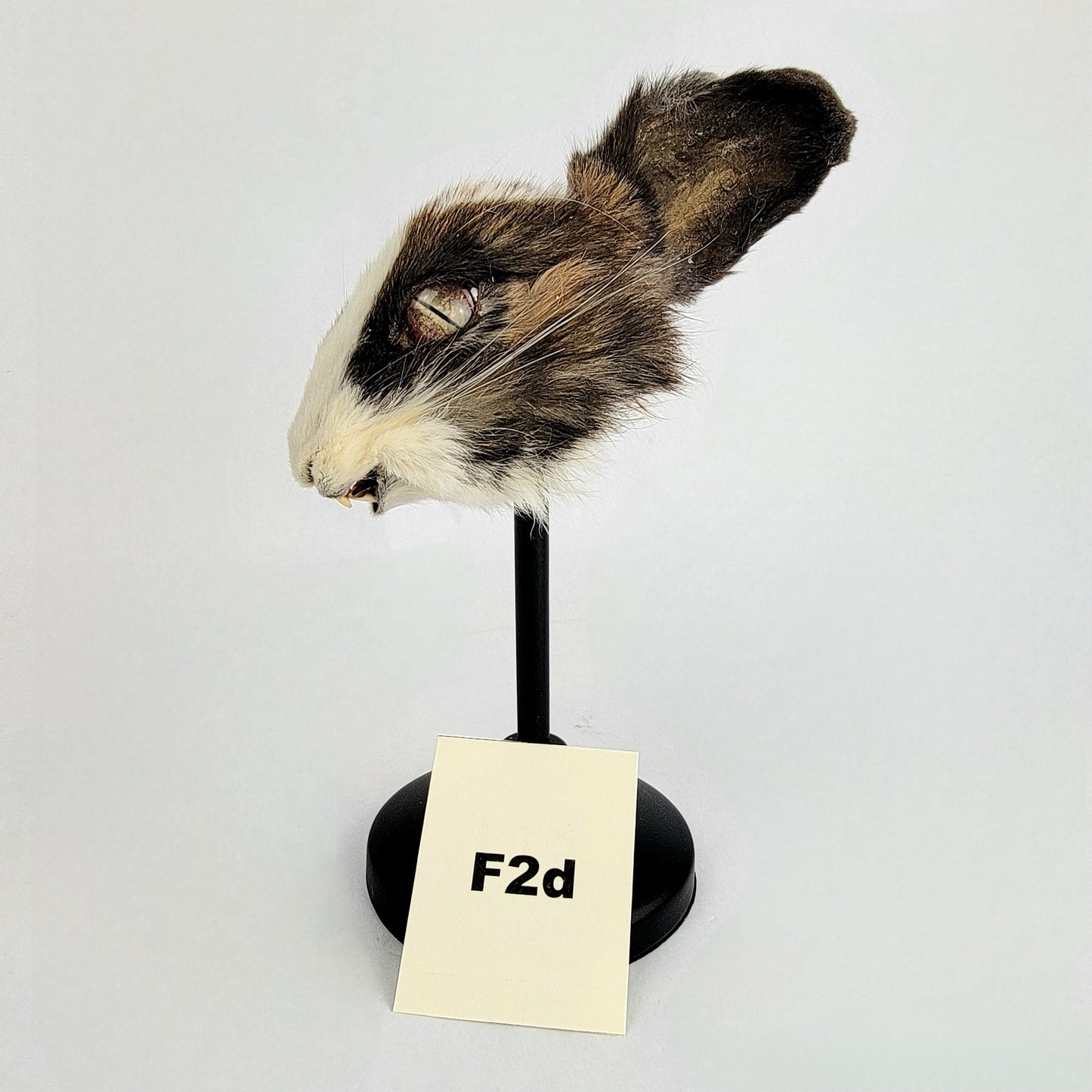 F2d Custom Anthropomorphic Rabbit Doll Deposit