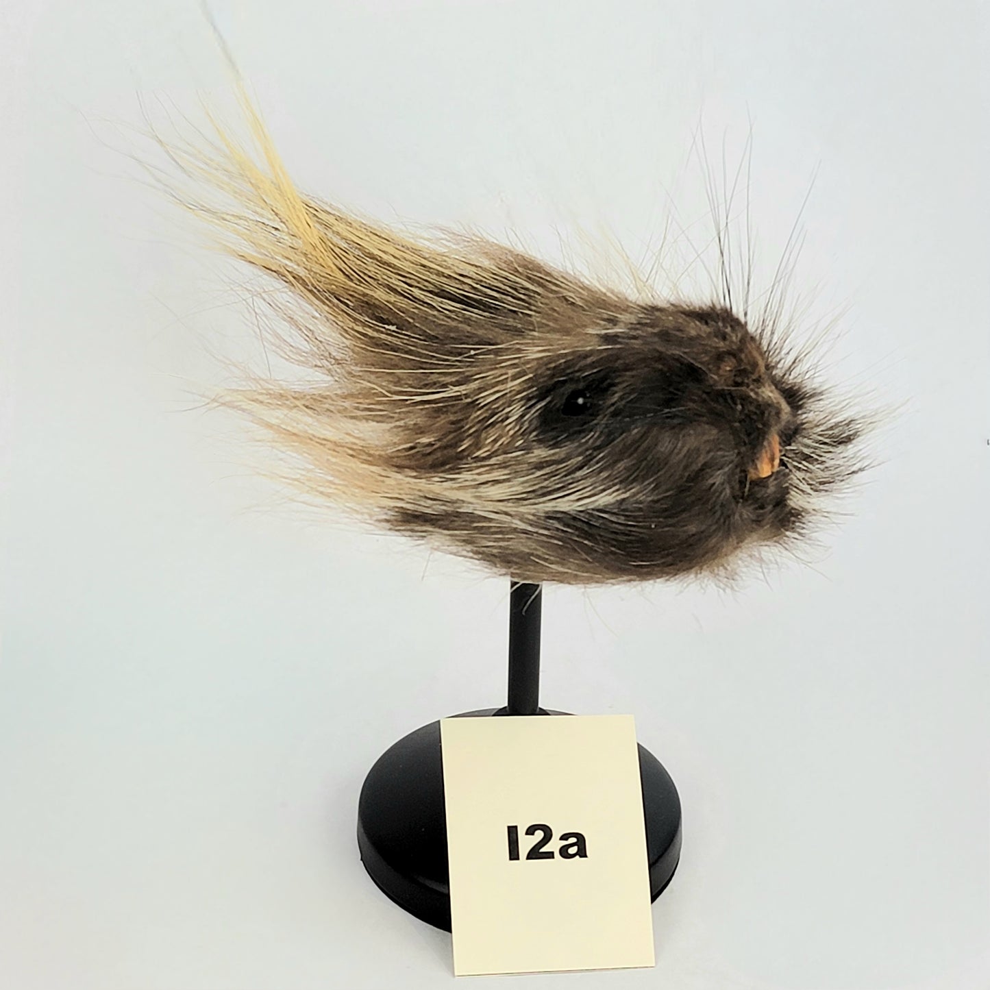 I2a Anthropomorphic Porcupine Doll Deposit