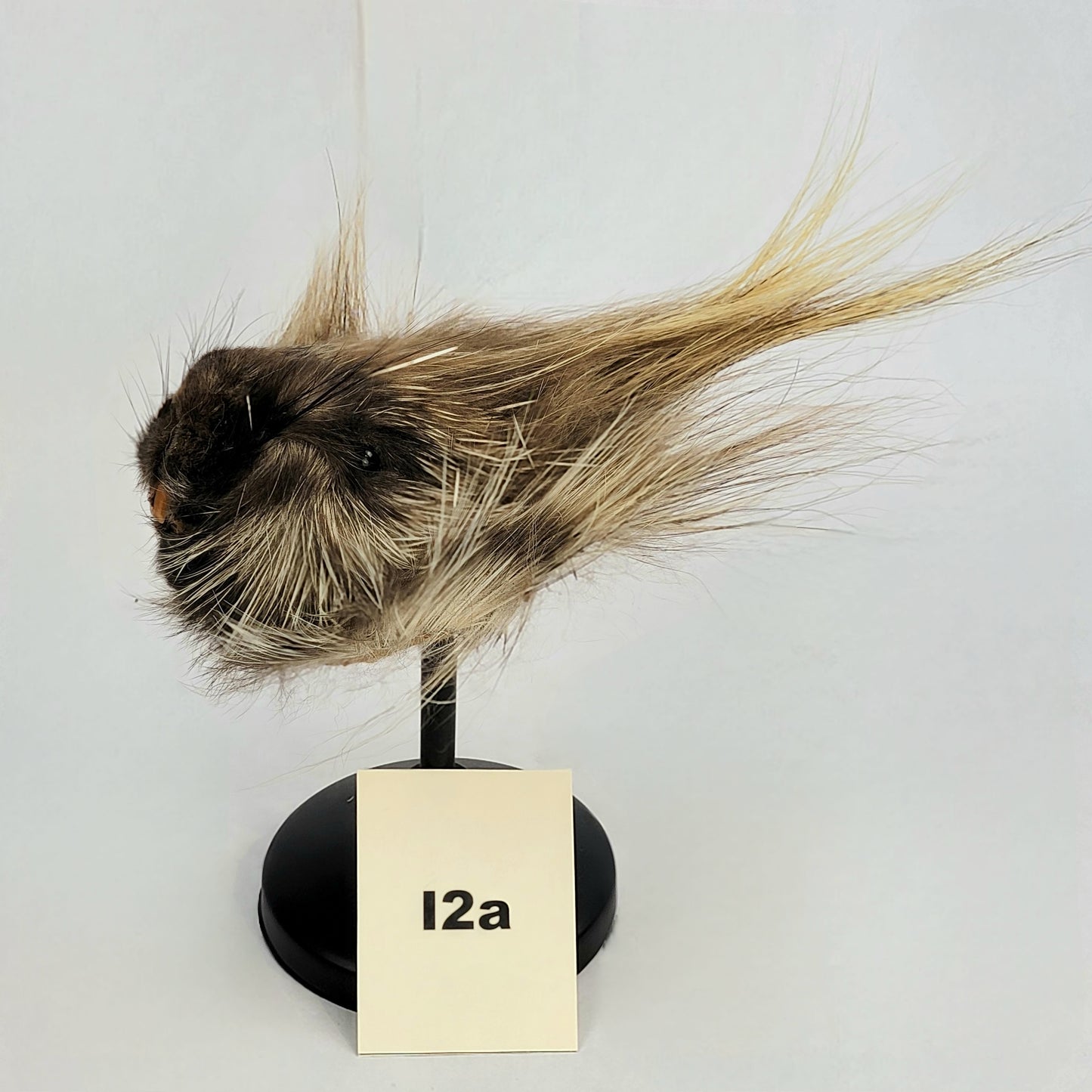 I2a Anthropomorphic Porcupine Doll Deposit