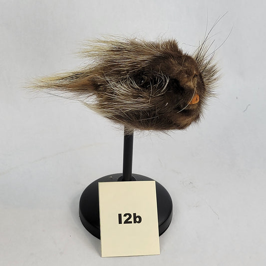 I2b Anthropomorphic Porcupine Doll Deposit