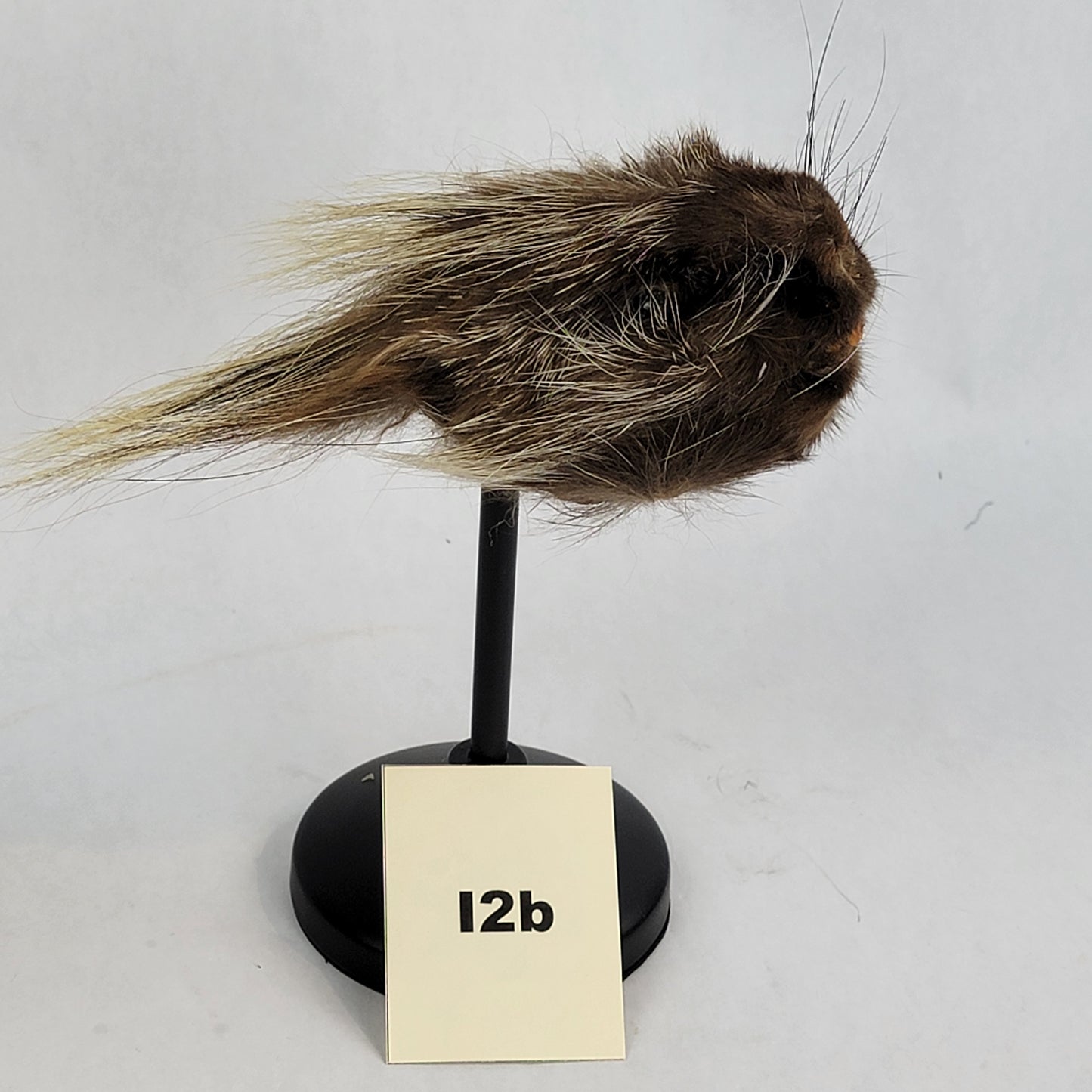I2b Anthropomorphic Porcupine Doll Deposit
