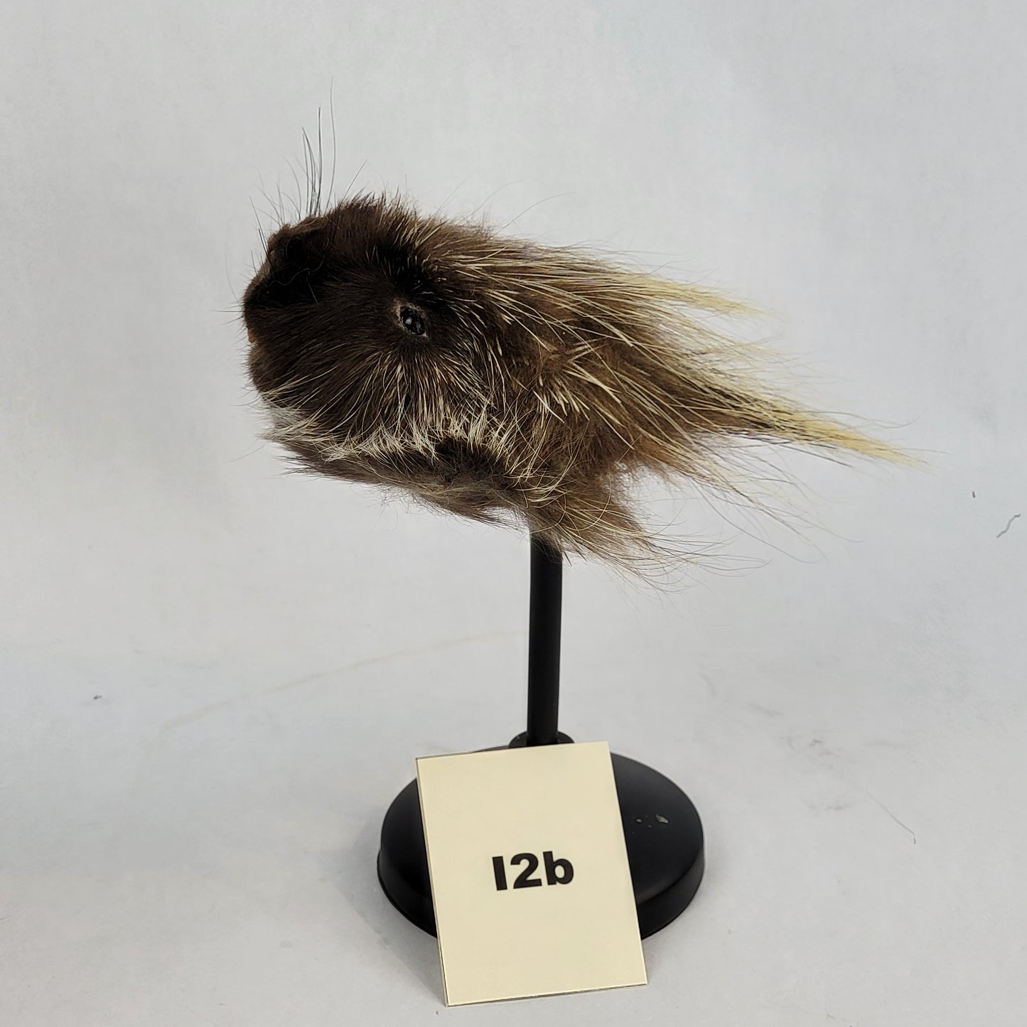 I2b Anthropomorphic Porcupine Doll Deposit