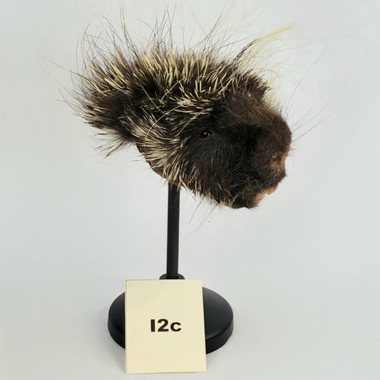 I2c Anthropomorphic Porcupine Doll Deposit
