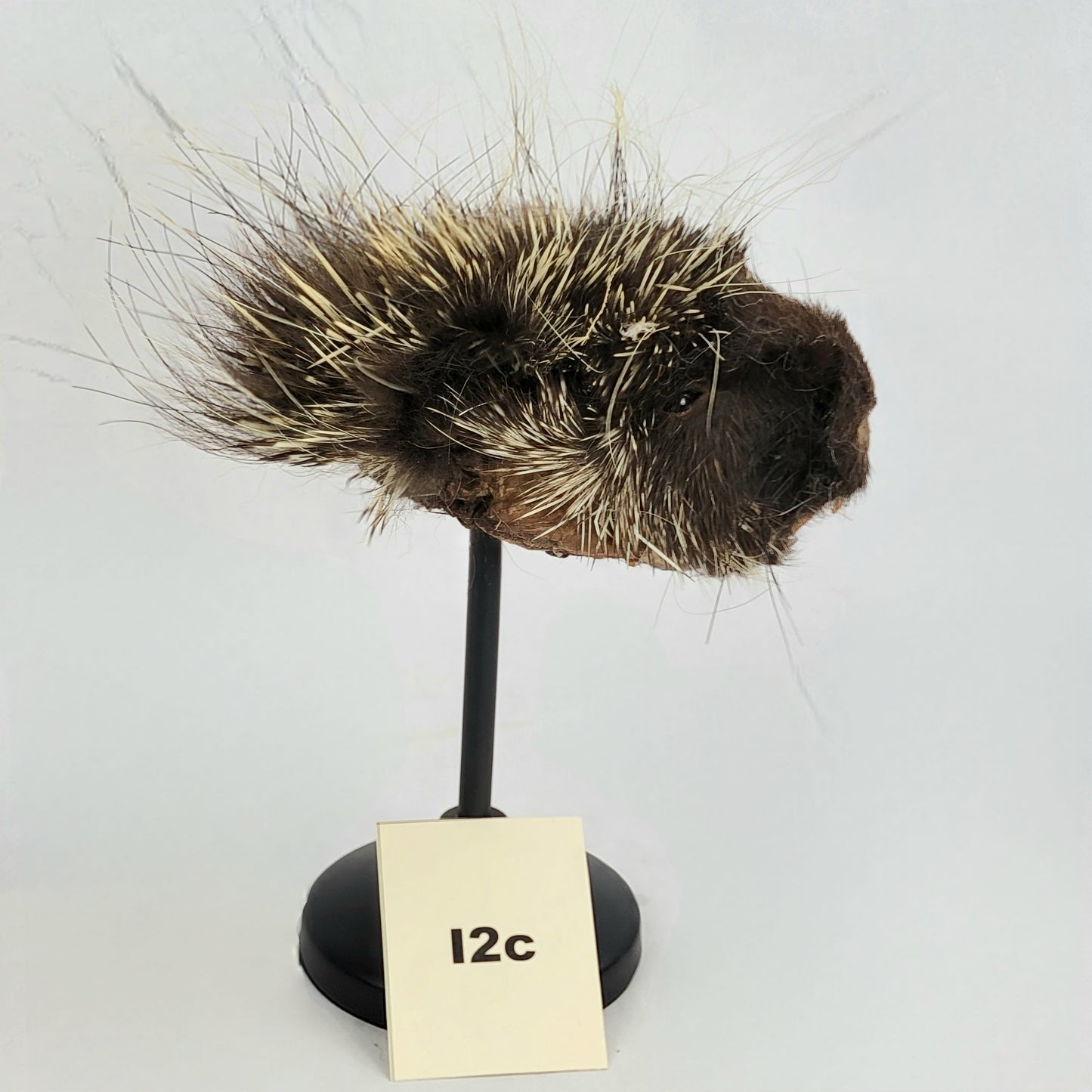I2c Anthropomorphic Porcupine Doll Deposit