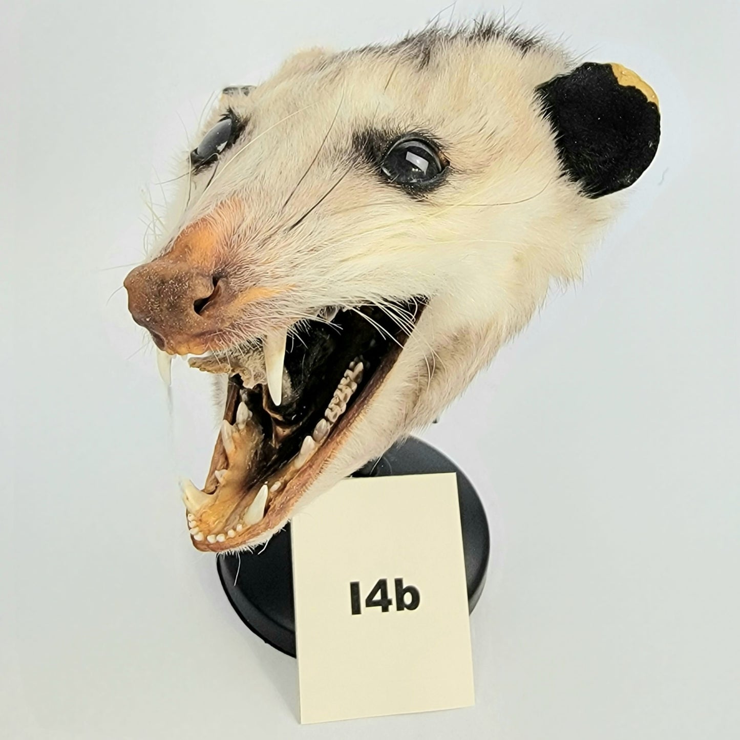 I4b Custom Anthropomorphic Opossum Doll Deposit