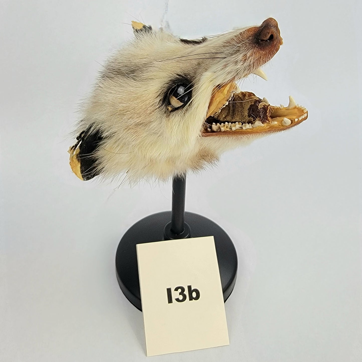 I3b Custom Anthropomorphic Opossum Doll Deposit