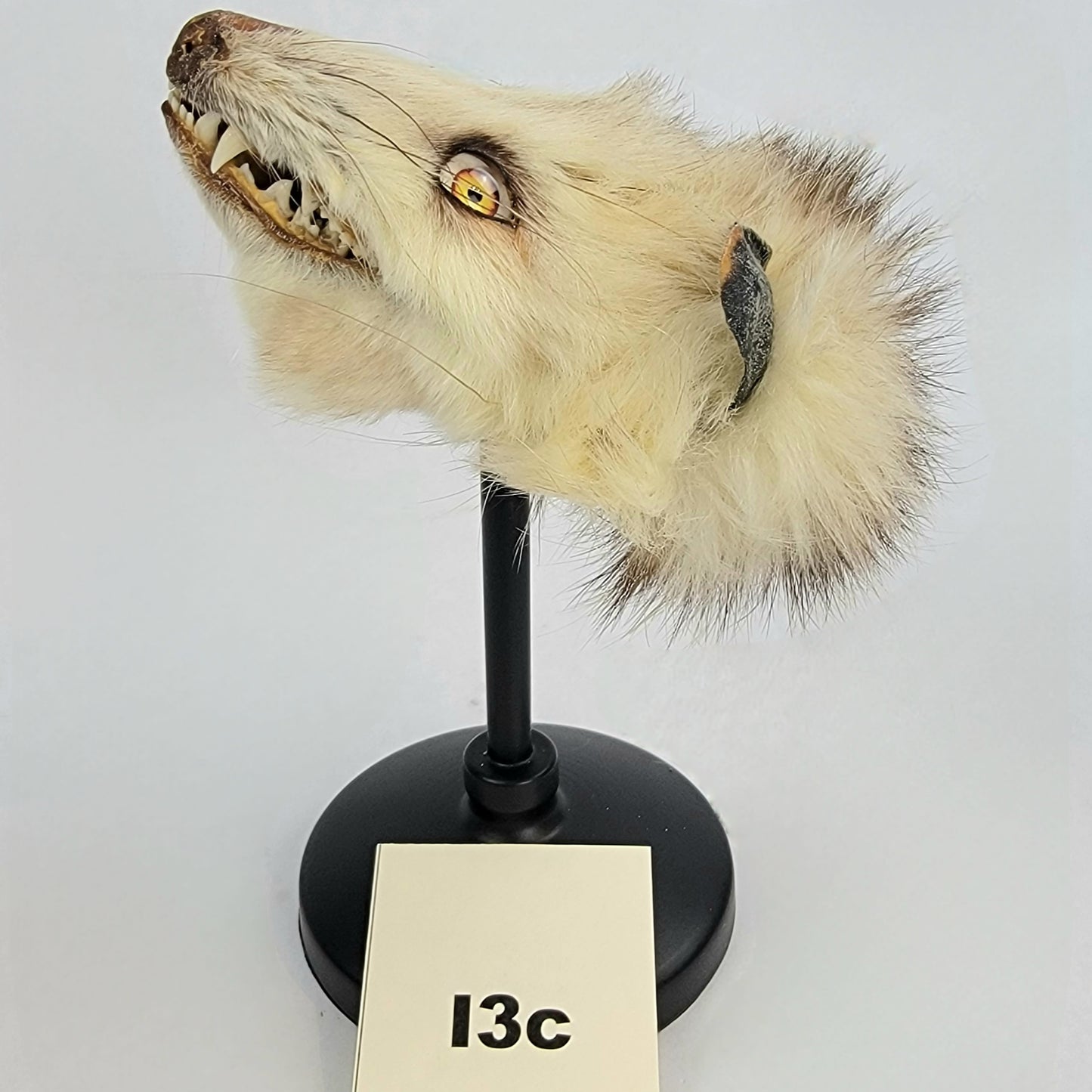 I3c Custom Anthropomorphic Opossum Doll Deposit