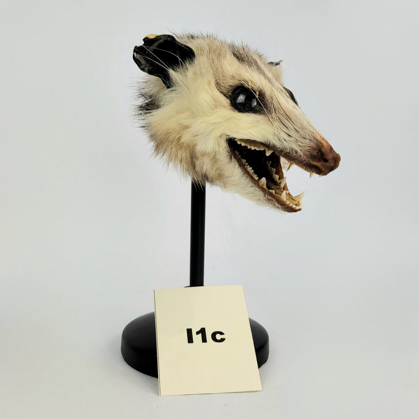 I1c Custom Anthropomorphic Opossum Doll Deposit