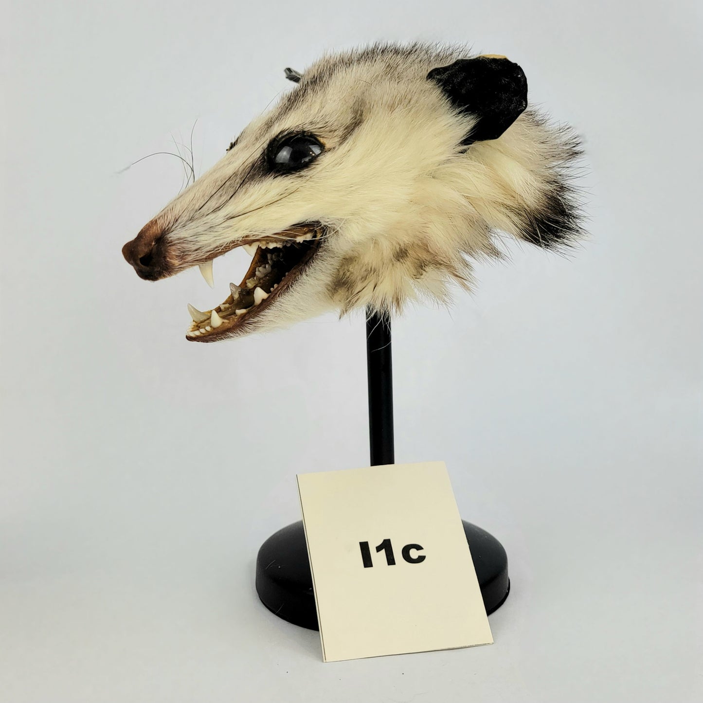 I1c Custom Anthropomorphic Opossum Doll Deposit