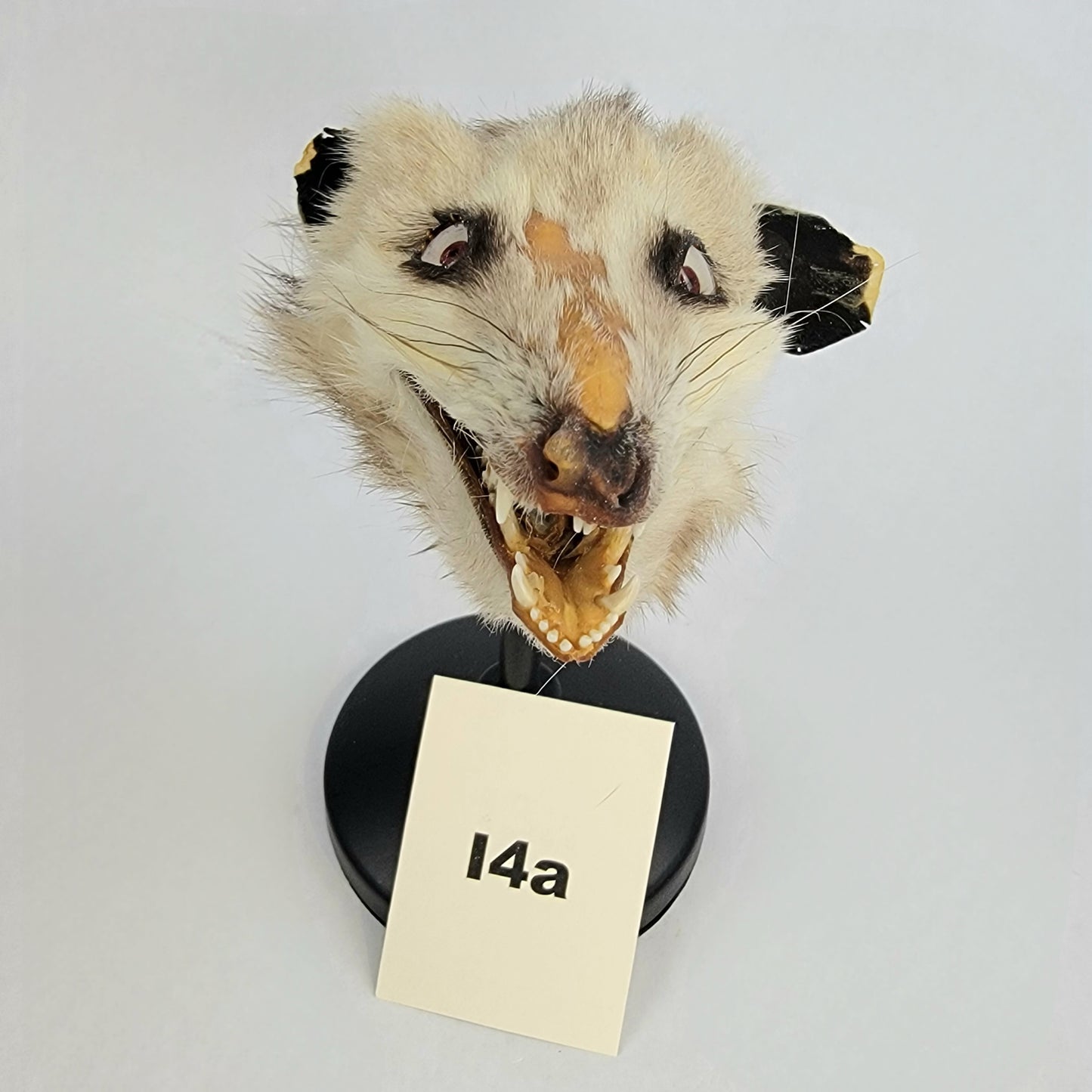 I4a Custom Anthropomorphic Opossum Doll Deposit
