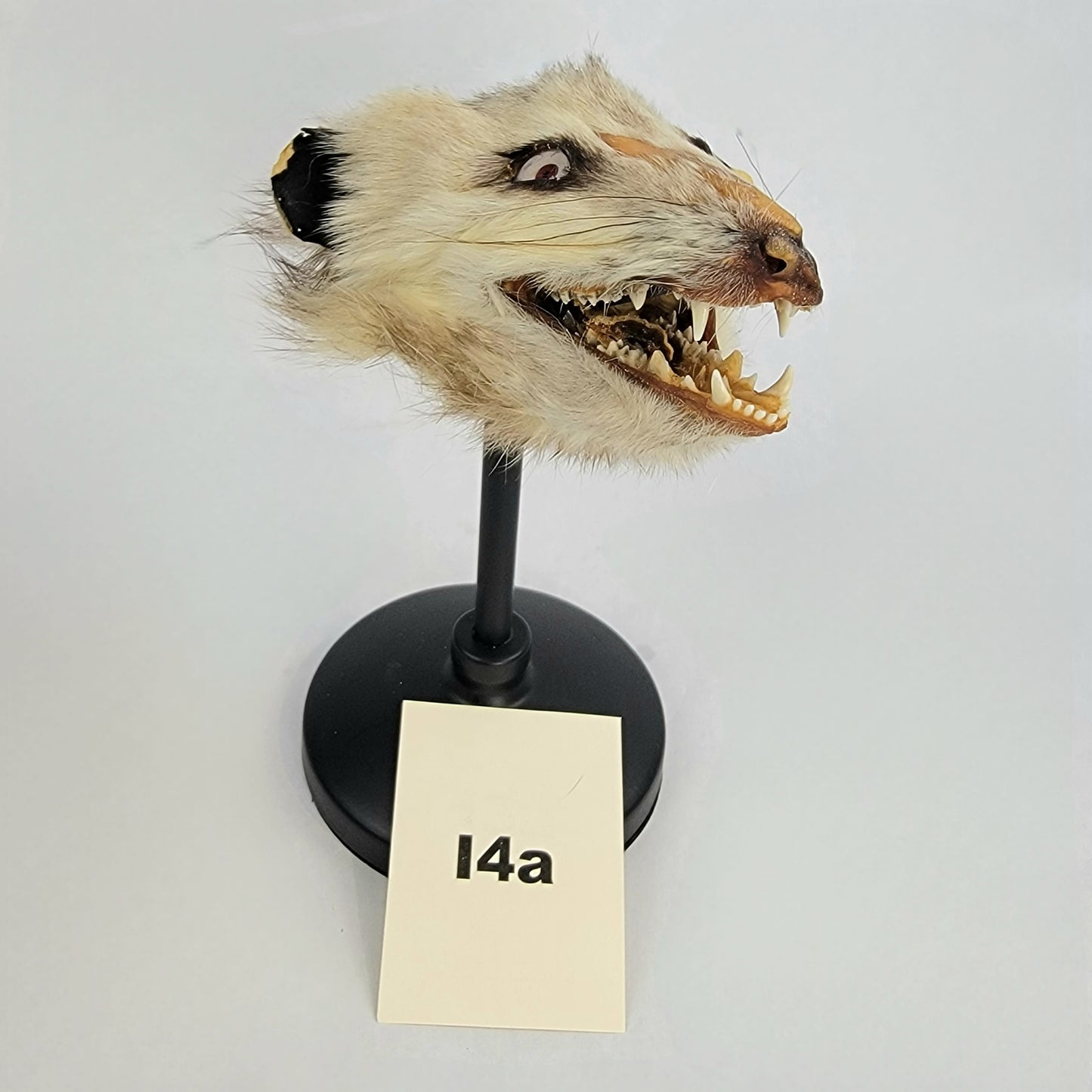 I4a Custom Anthropomorphic Opossum Doll Deposit