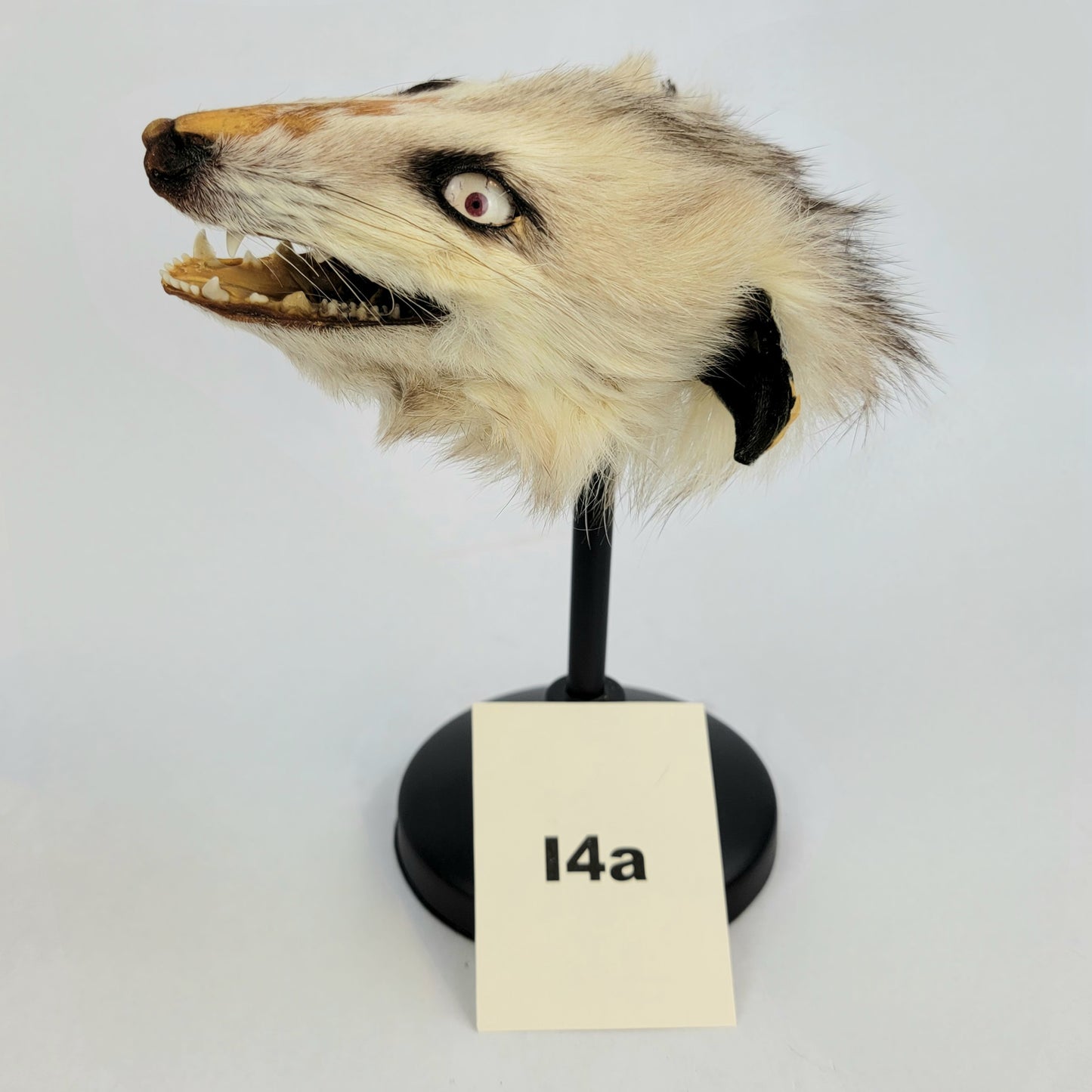 I4a Custom Anthropomorphic Opossum Doll Deposit