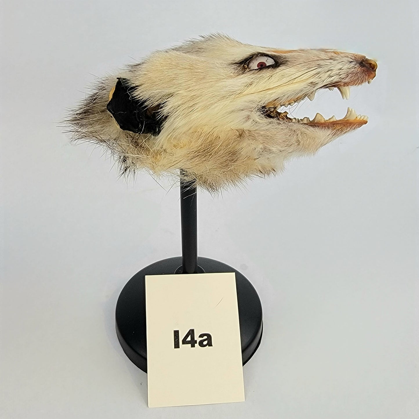 I4a Custom Anthropomorphic Opossum Doll Deposit