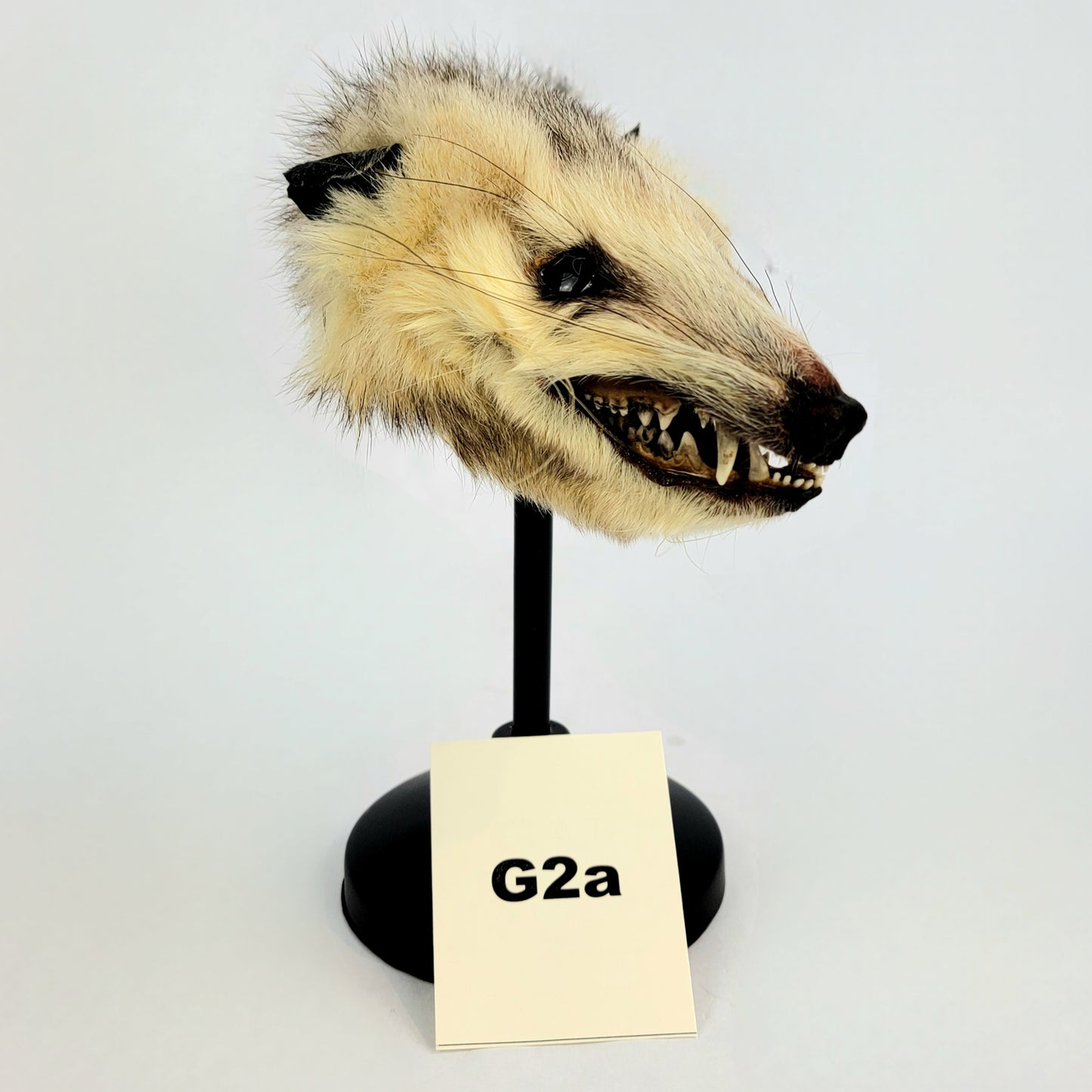 G2a Custom Anthropomorphic Opossum Doll Deposit