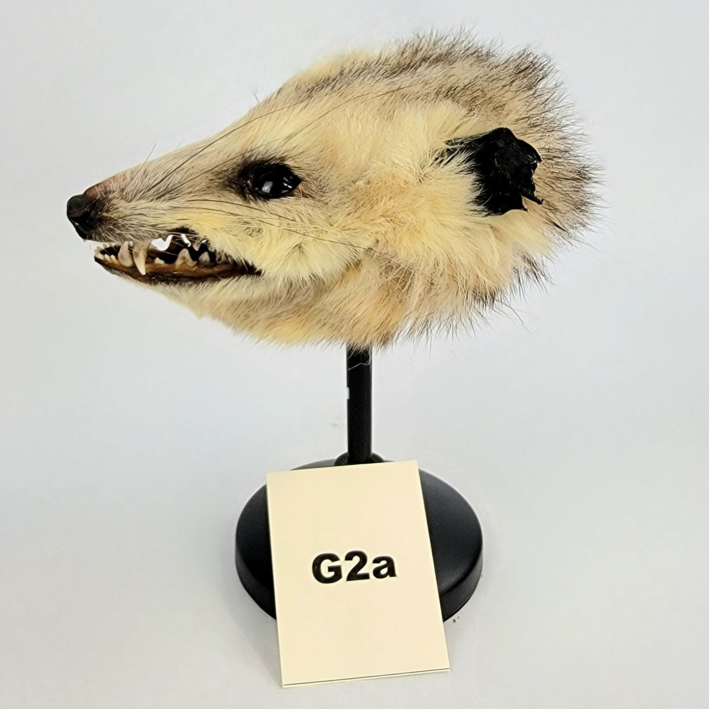 G2a Custom Anthropomorphic Opossum Doll Deposit