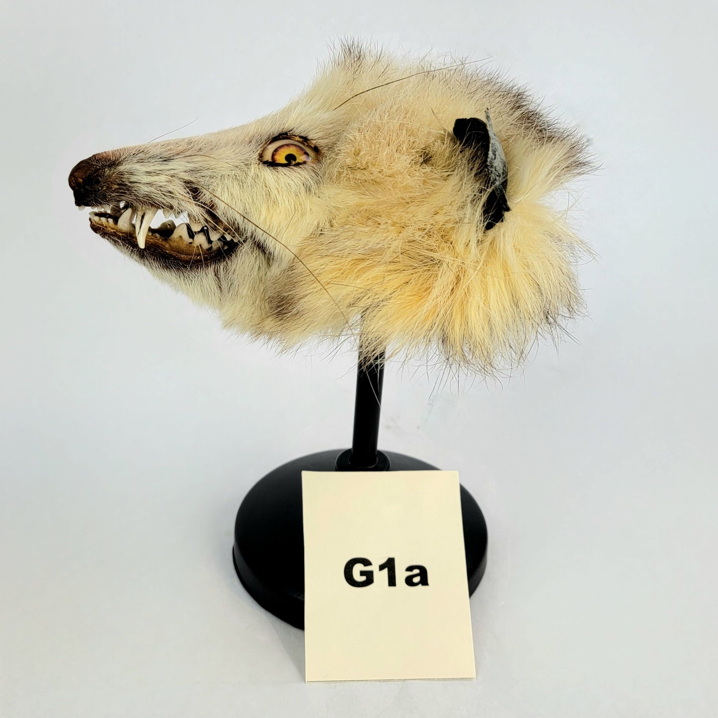 G1a Custom Anthropomorphic Opossum Doll Deposit