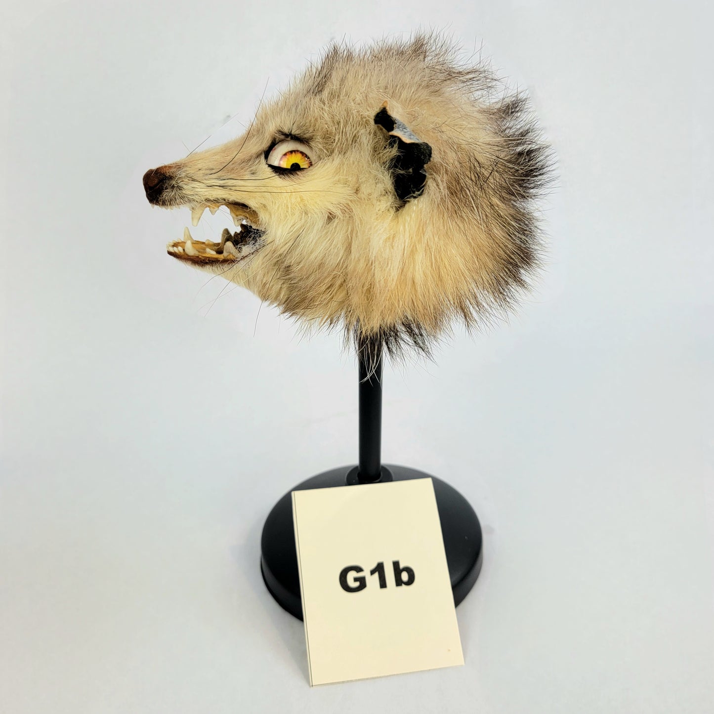 G1b Custom Anthropomorphic Opossum Doll Deposit