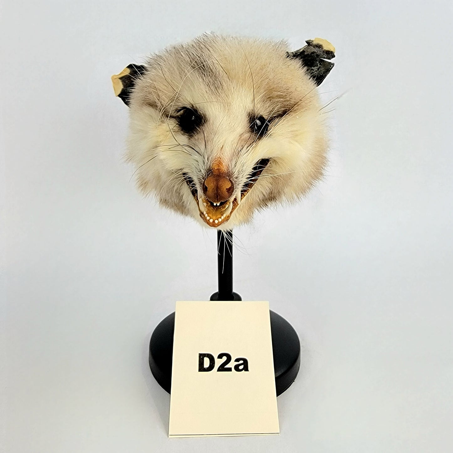 D2a Custom Anthropomorphic Opossum Doll Deposit