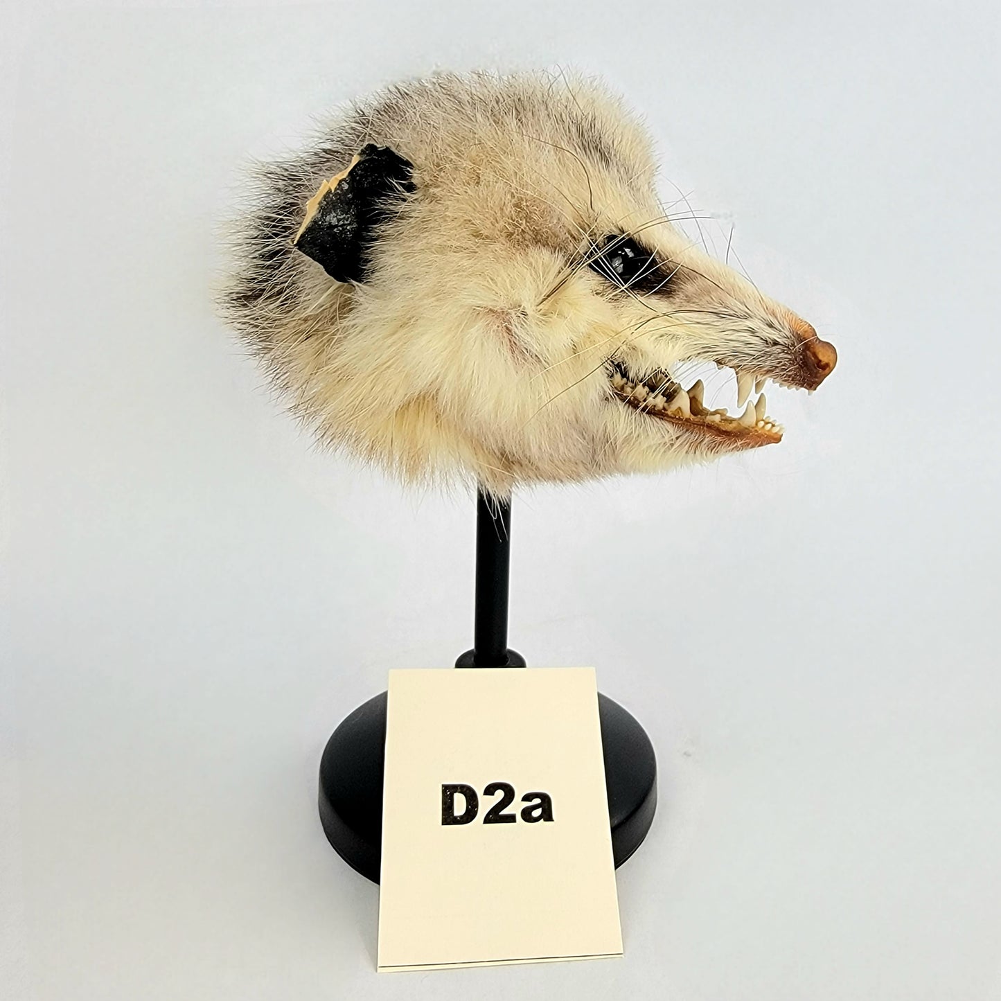 D2a Custom Anthropomorphic Opossum Doll Deposit