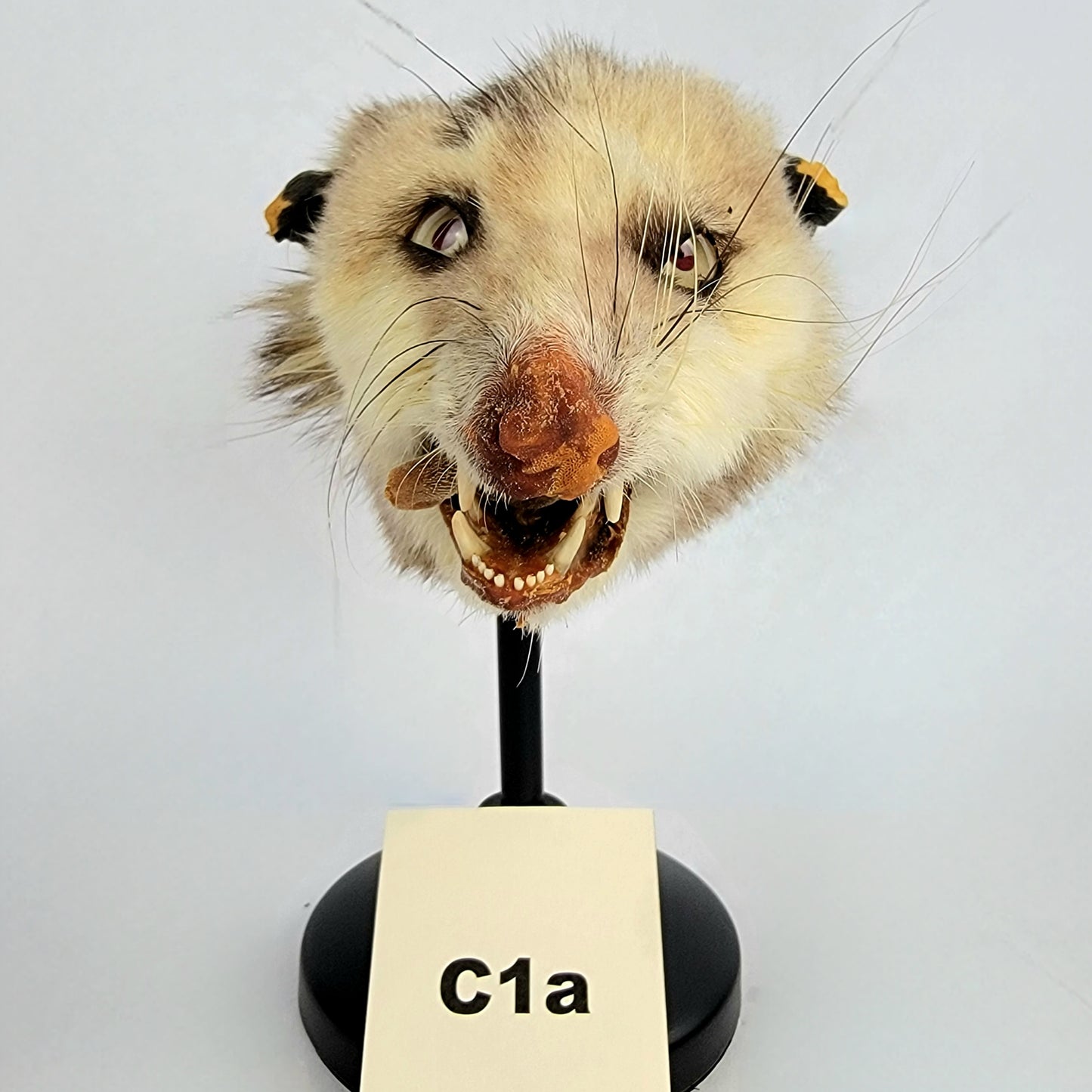C1a Custom Anthropomorphic Opossum Doll Deposit