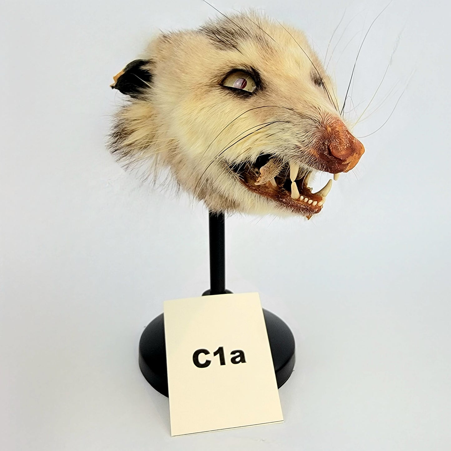 C1a Custom Anthropomorphic Opossum Doll Deposit