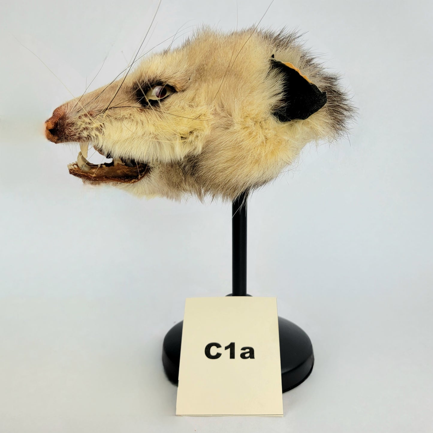 C1a Custom Anthropomorphic Opossum Doll Deposit