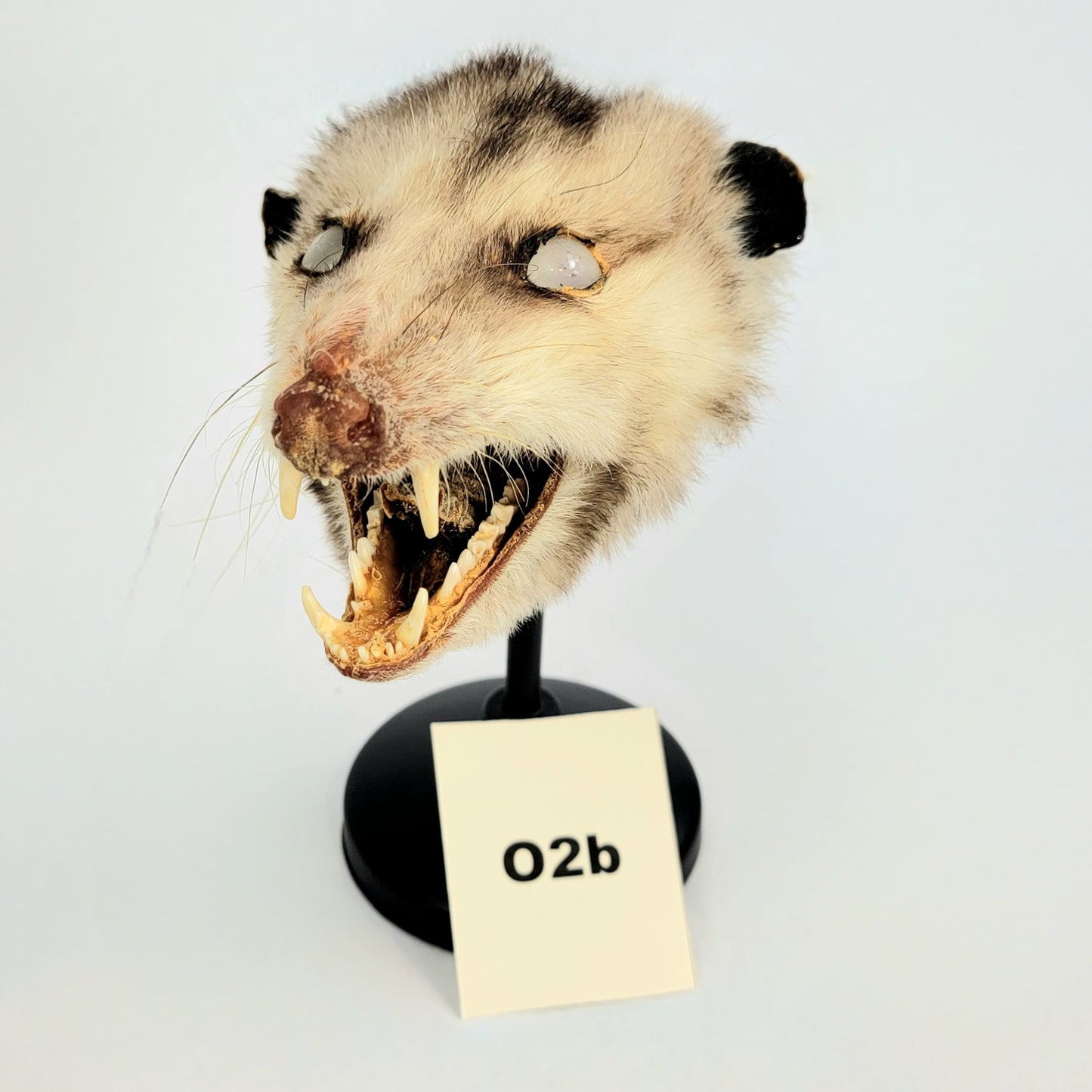 O2b Custom Anthropomorphic Opossum Doll Deposit