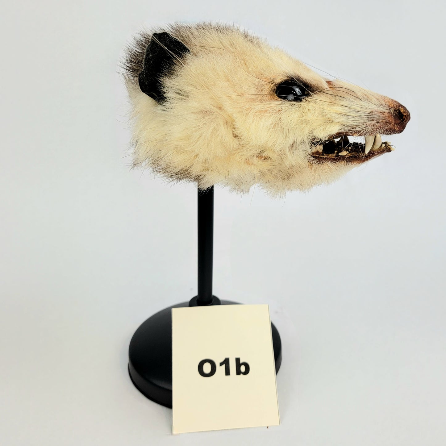 01b Custom Anthropomorphic Opossum Doll Deposit