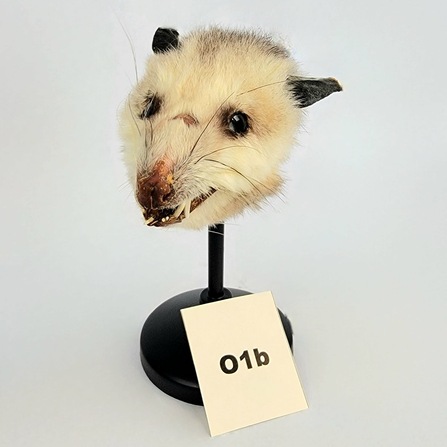 01b Custom Anthropomorphic Opossum Doll Deposit