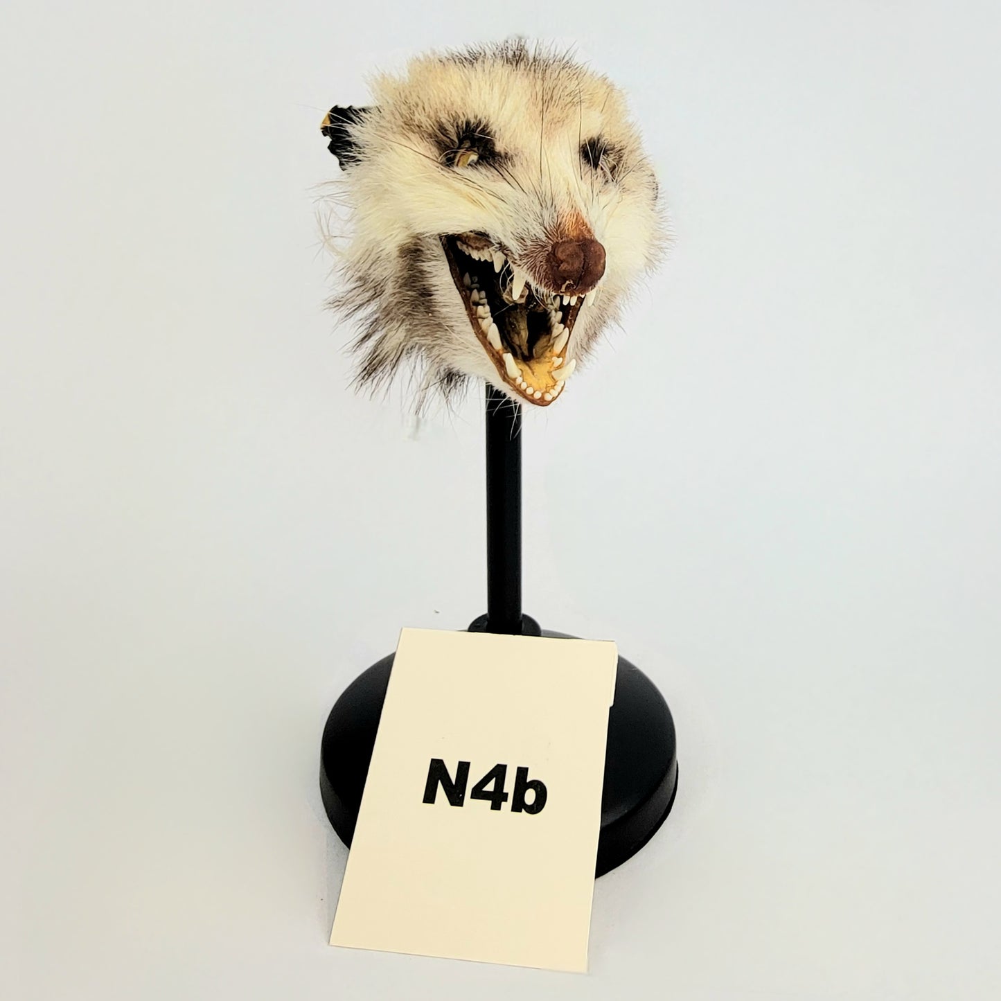 N4b Custom Anthropomorphic Opossum Doll Deposit