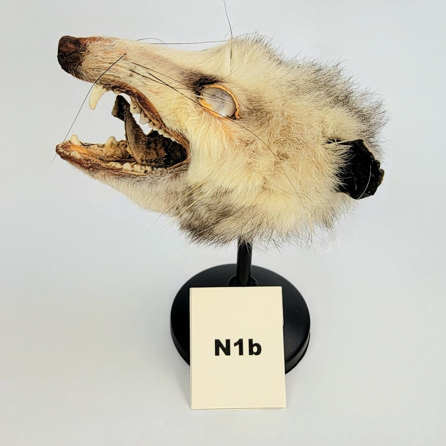 N1b Custom Anthropomorphic Opossum Doll Deposit