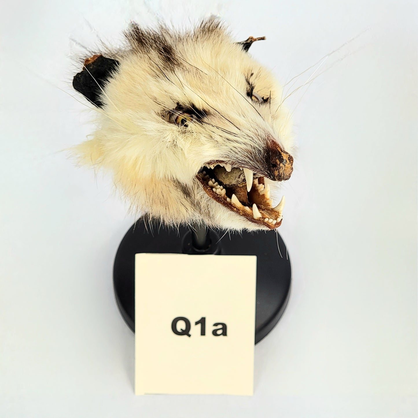 Q1b Custom Anthropomorphic Opossum Doll Deposit