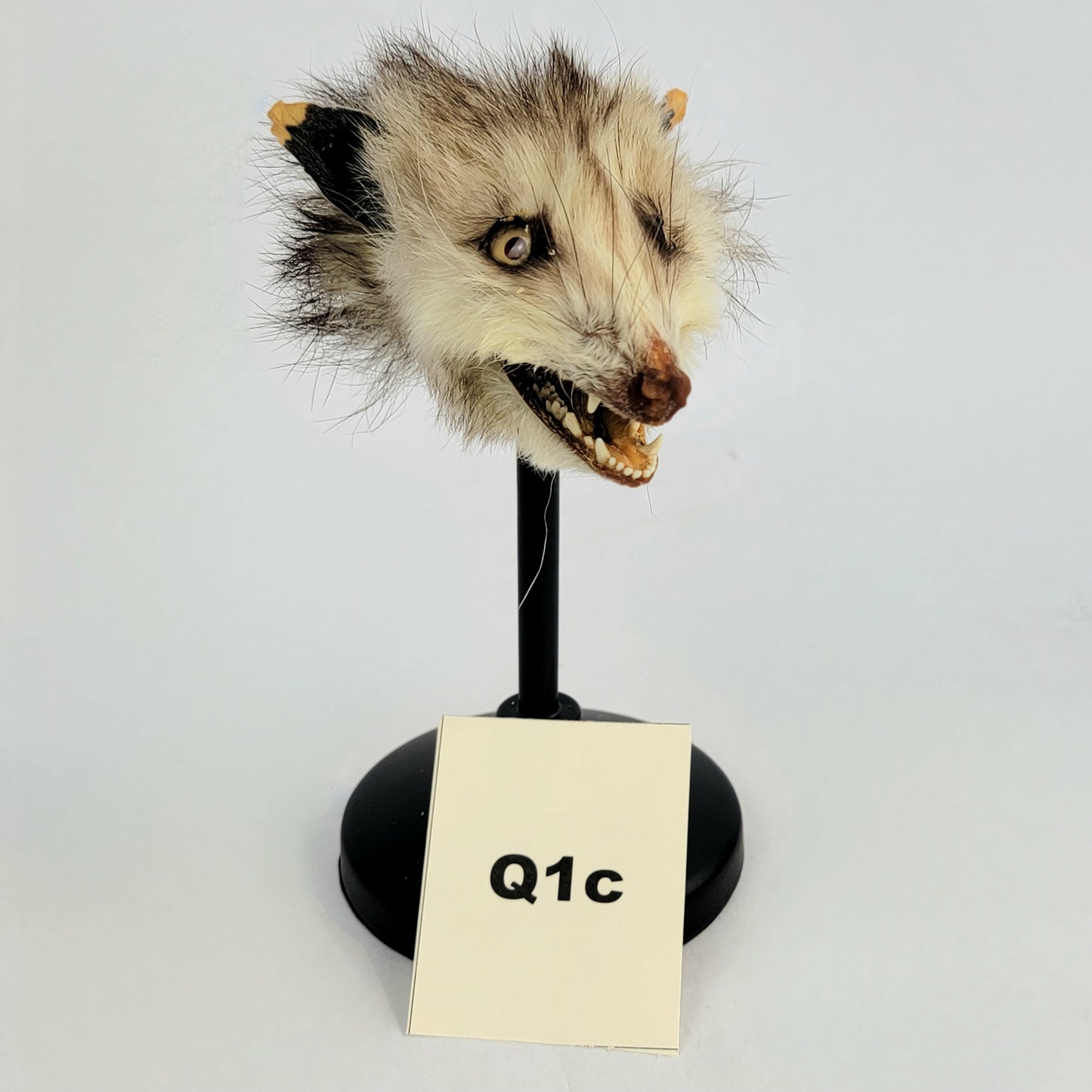 Q1c Custom Anthropomorphic Opossum Doll Deposit