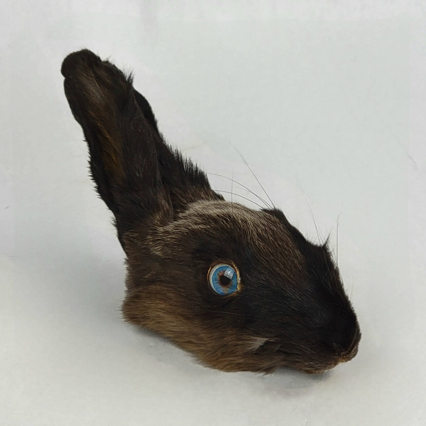 Resurrection Taxidermy Bundle