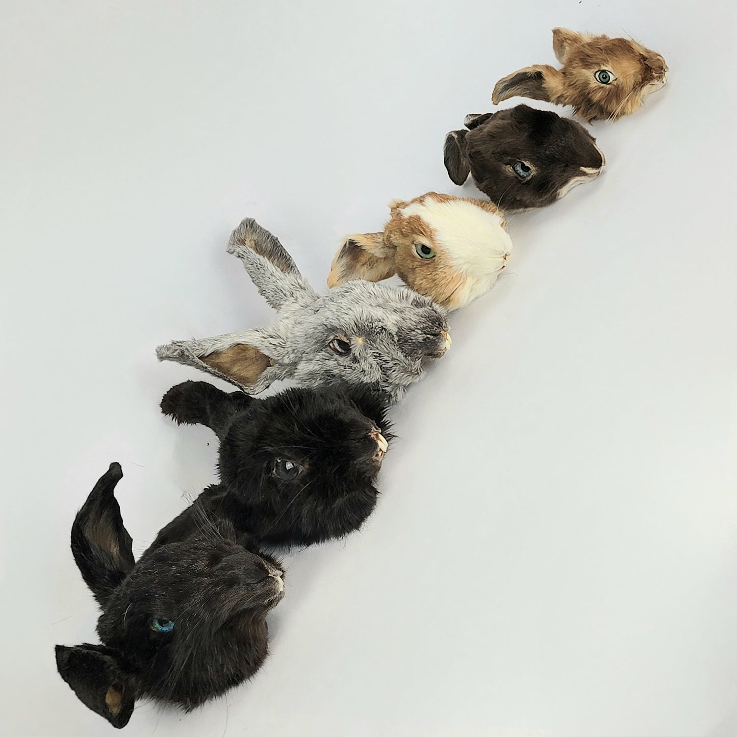 Resurrection Taxidermy Bundle