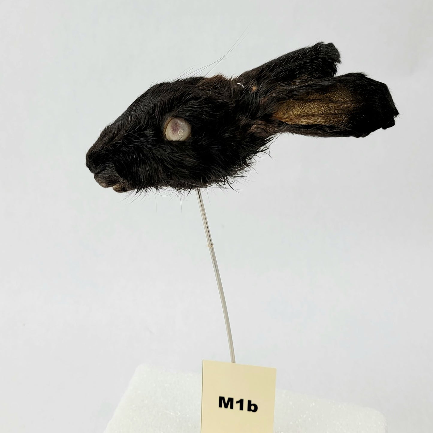 M1b Custom Anthropomorphic Rabbit Doll Deposit
